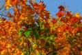 Beautiful maple with yellow, orange, red and green leaves Ã¢â¬â a detailed autumn photo of a tree on the background of a blue sky Royalty Free Stock Photo